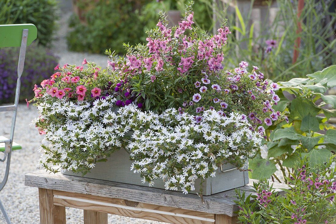 Wooden box with Scaevola Scalora 'Crystal', Angelonia