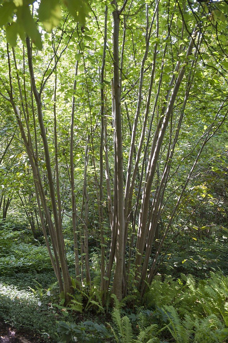 Corylus avellana (Haselnuss) mit Waldpflanzen im Unterholz,