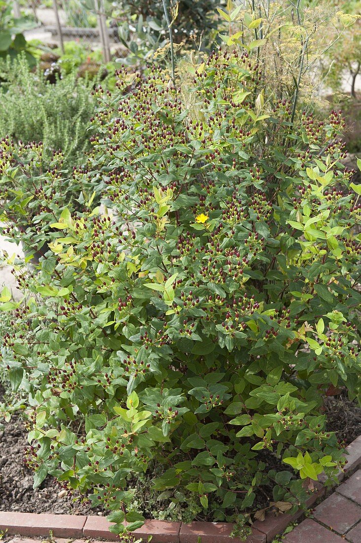 Hypericum inodorum 'Annebel' (Johanniskraut, Mannsblut)