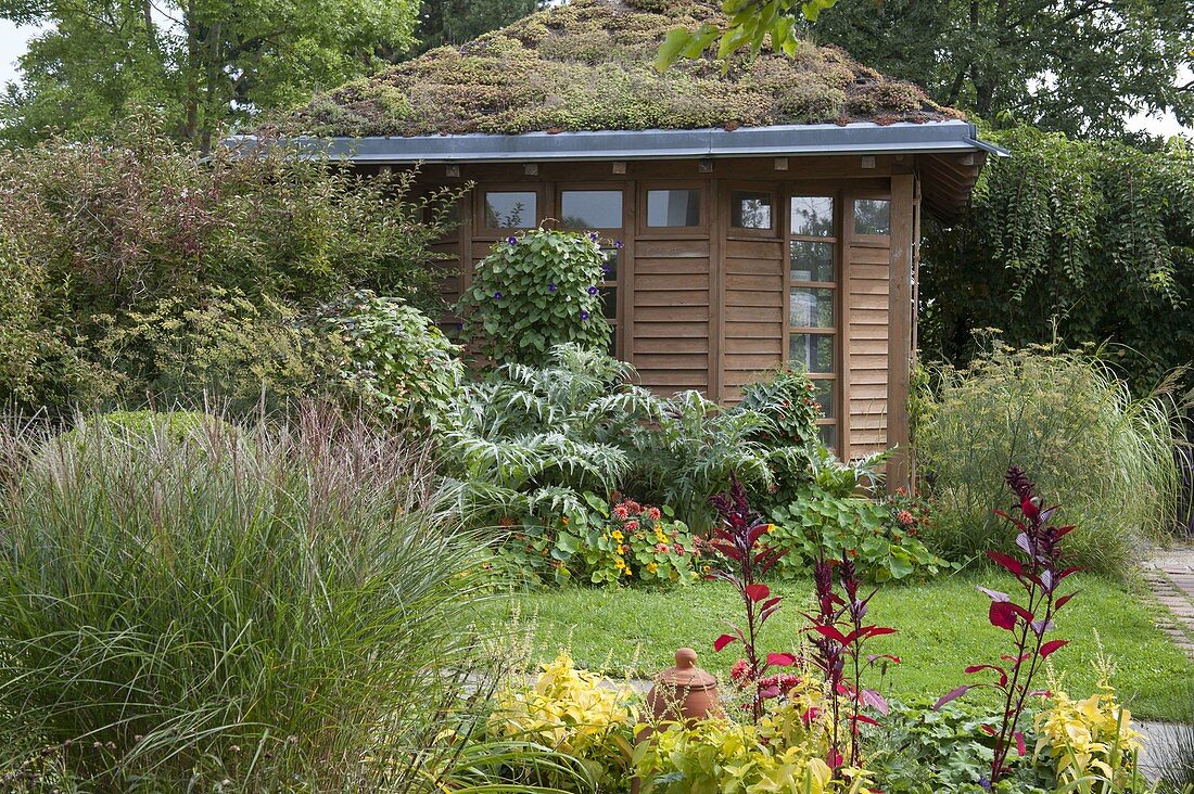 Spaetsommerbeet am Gartenhaus mit Dachbegrünung