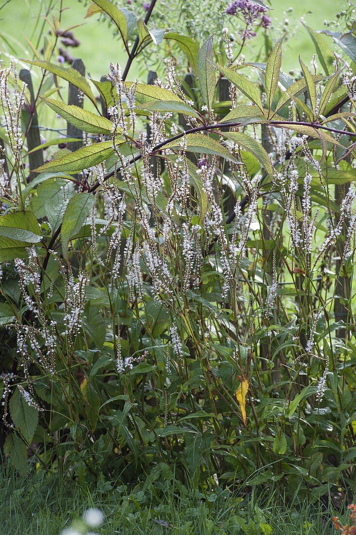 Polygonum amplexicaule 'Album' - Kerzen-Knöterich, Schlangen-Knöterich