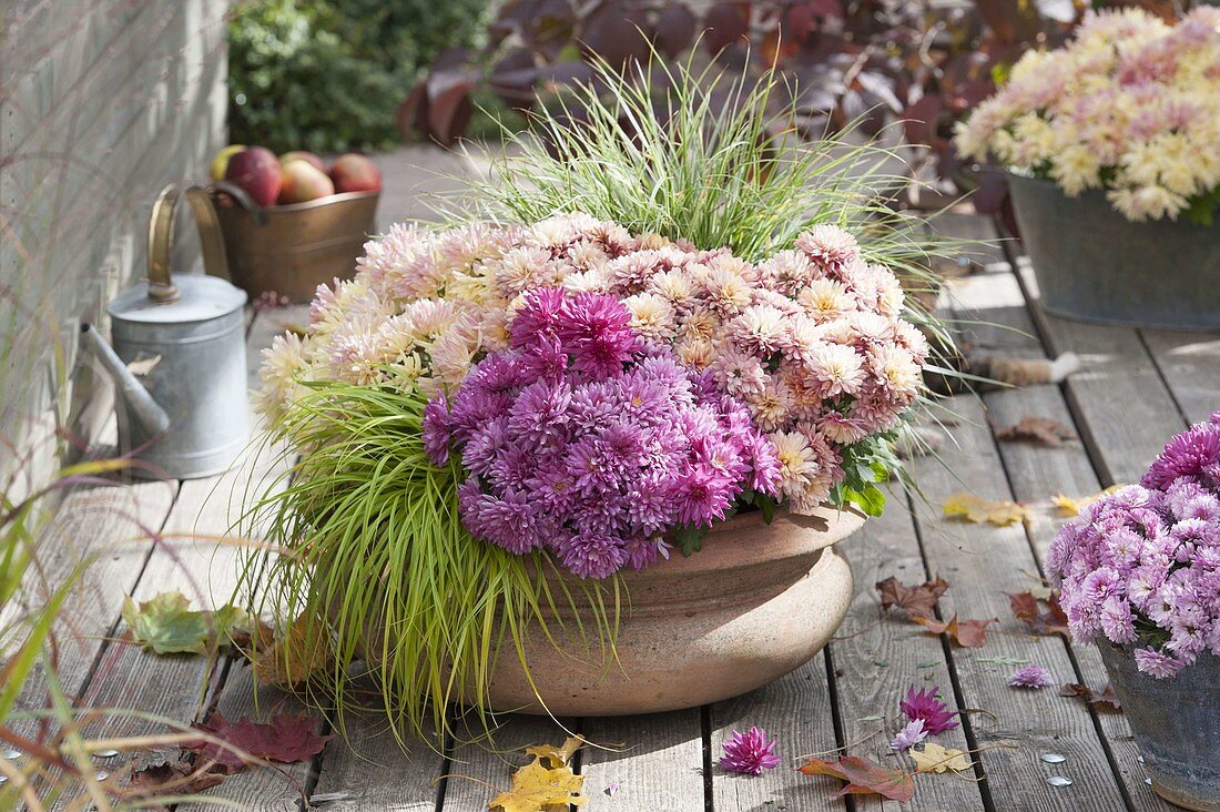 Bowl with Chrysanthemum indicum (autumn chrysanthemum) and Carex