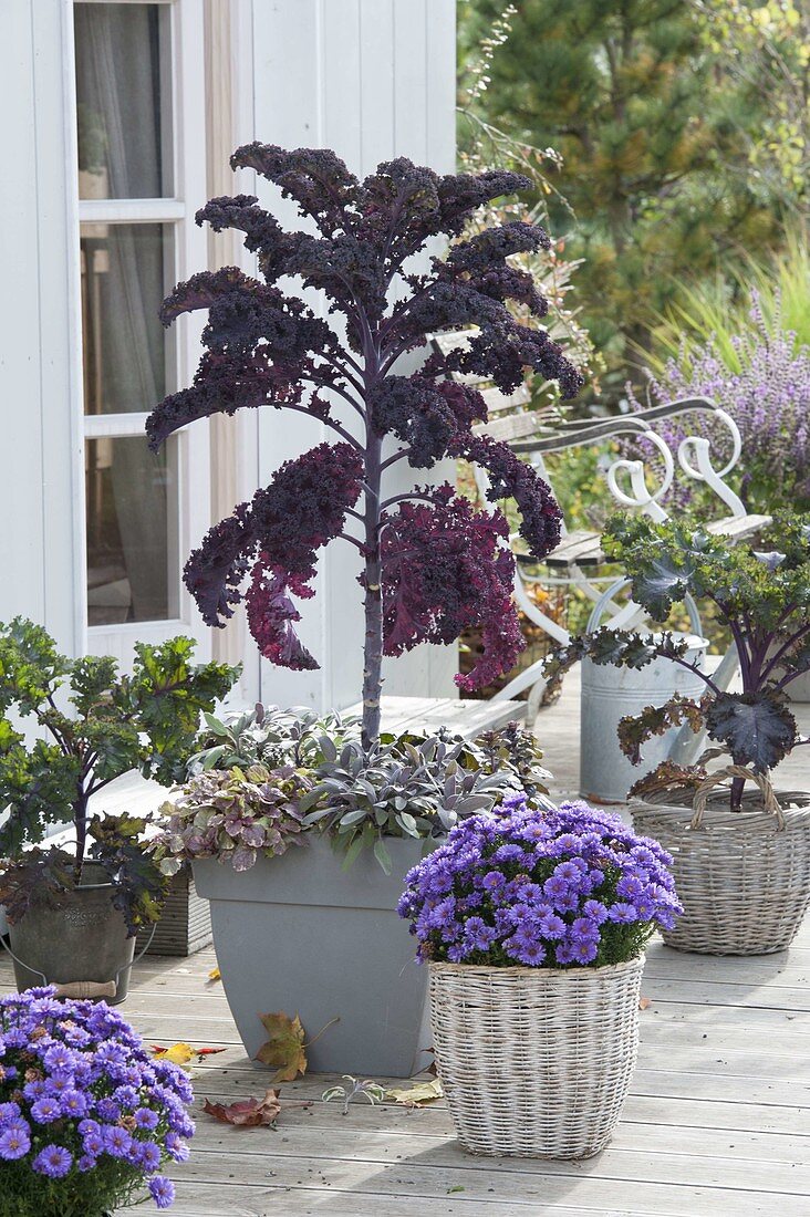 Feather cabbage 'Scarlet' dark violet, kale 'Altmärker Braunkohl'