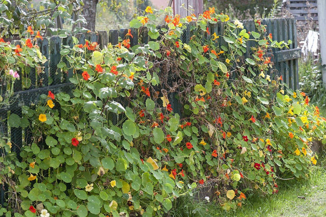 Tropaeolum majus (Kapuzinerkresse) klettert an Ranknetz am Gartenzaun