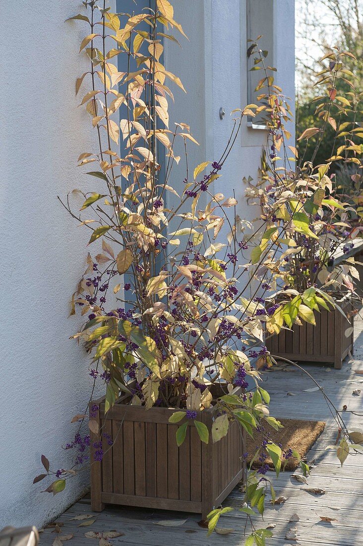 Callicarpa (love pearl shrub) with purple berries