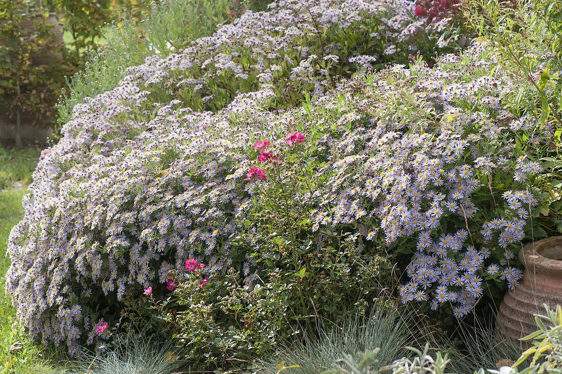 Aster ageratoides 'Asran' (Herbstaster) and Rosa (Rose)