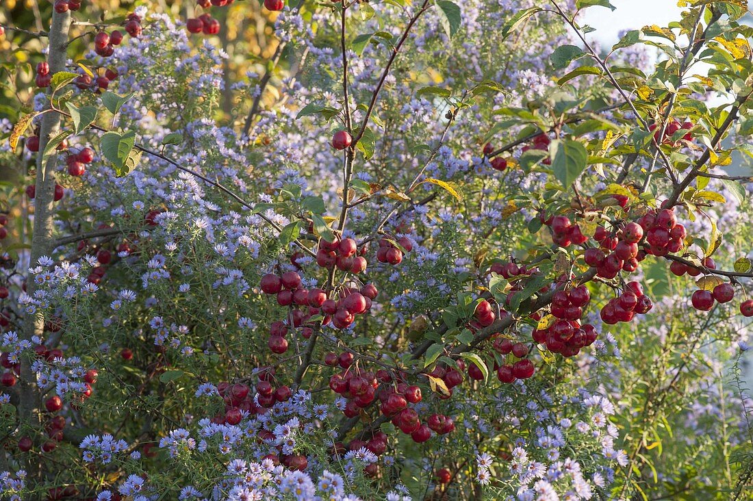 Asters novi-belgii, and branches of Malus 'Evereste'