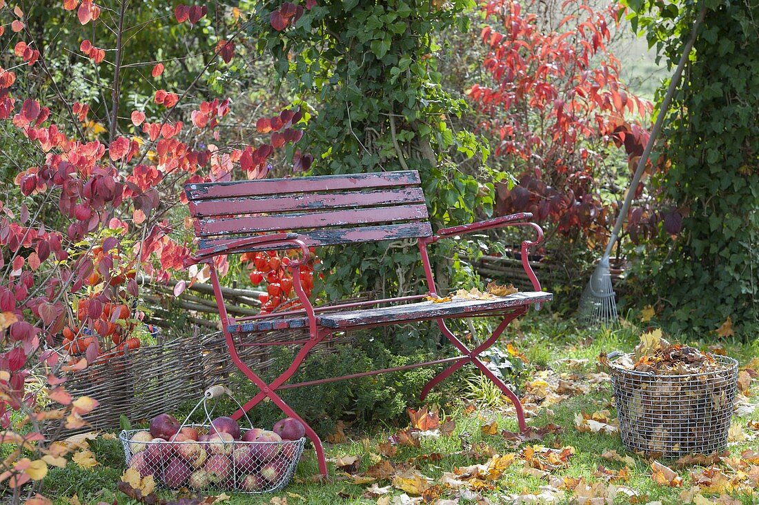 Rote Bank im herbstlichen Garten, Korb mit frisch gepflueckten Äpfeln