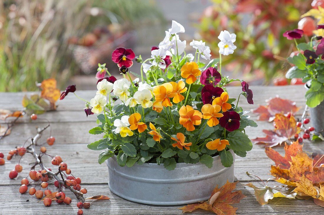 Zinc Bowl with Viola cornuta 'Orange' 'Primrose' 'Red with Blotch' 'White'