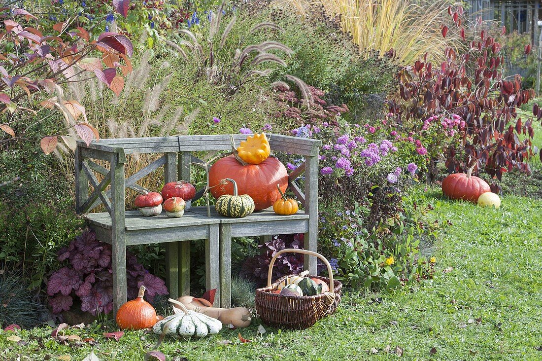 Bench on autumnal bed with perennials and grasses