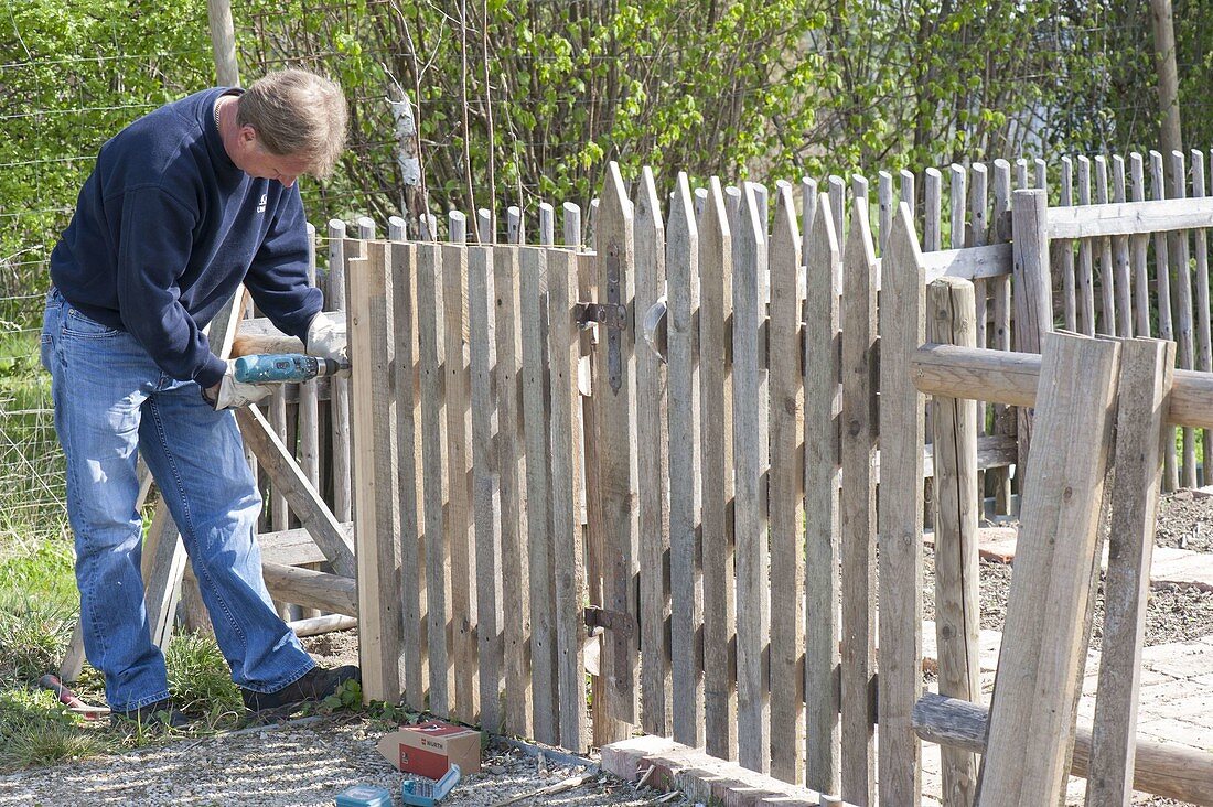Man builds wooden fence with gate for organic garden
