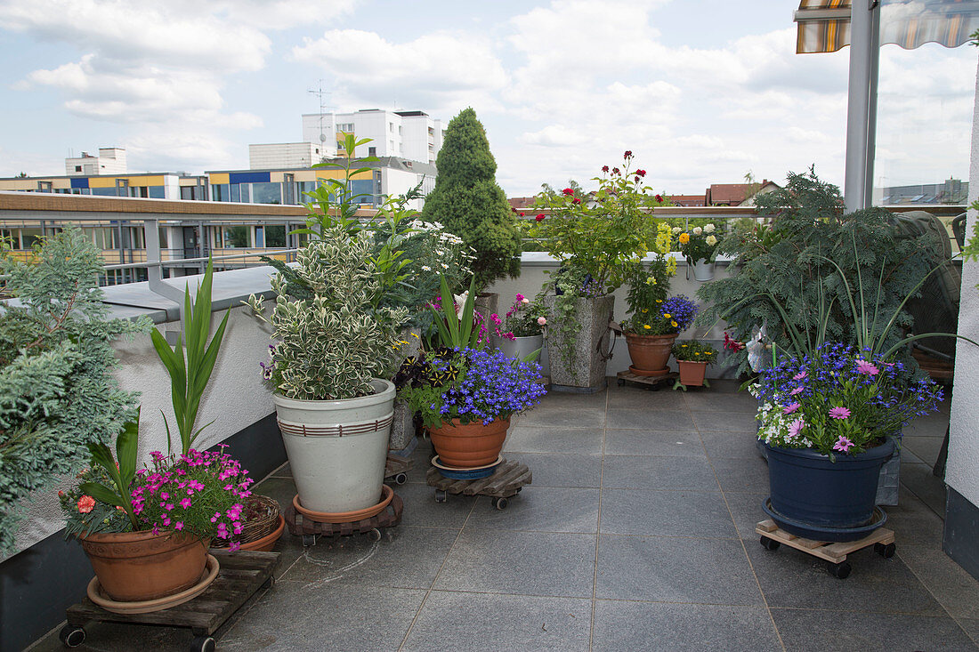 Dachterrasse mit bepflanzten Kübeln auf fahrbaren Untersetzern