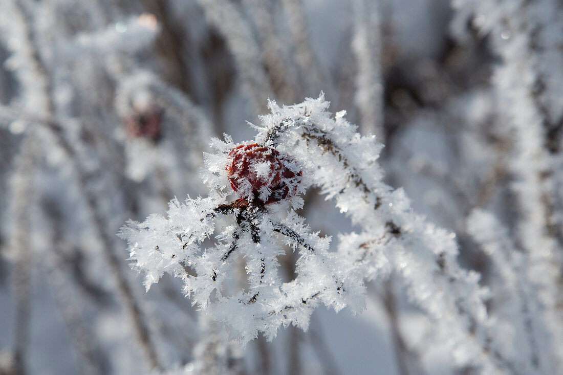 Frozen pink (rosehip) with ice crystals