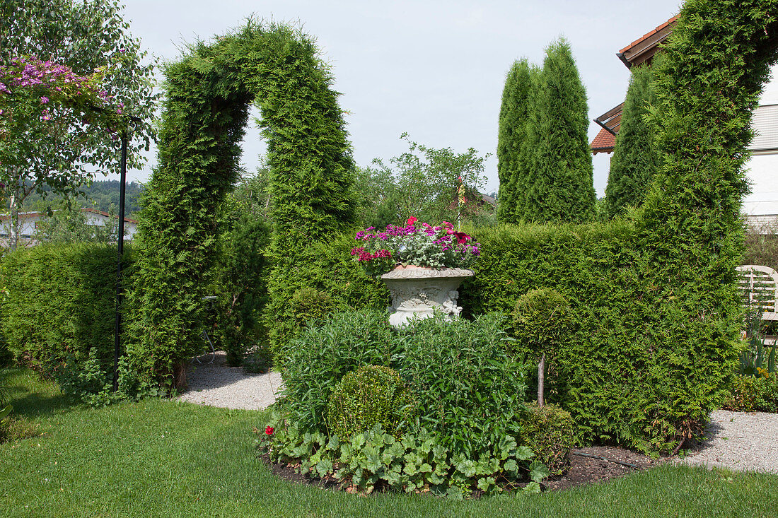 Hedges and archway from Thuja (tree of life) on the edge of a terrace