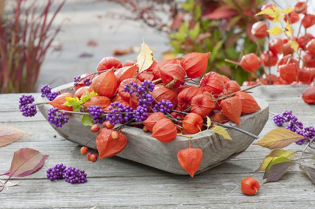 Wooden bowl with physalis (lantern flower) and berries of callicarpa
