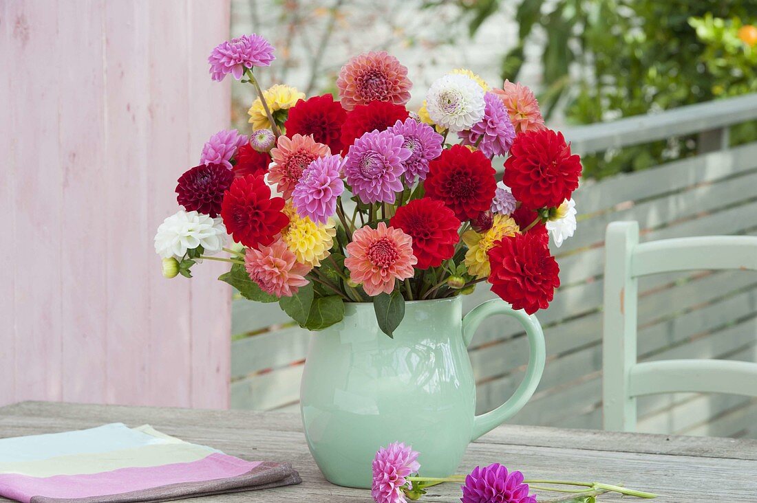 Bouquet of colorful mixed Dahlia
