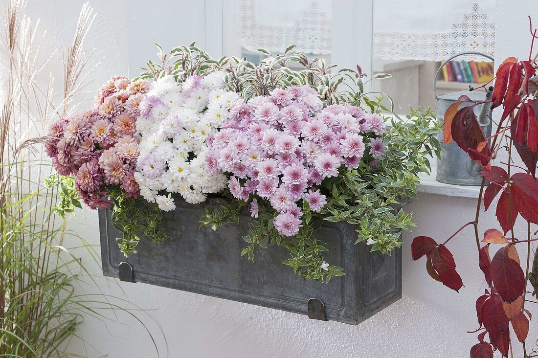 Balcony box with chrysanthemums 'Labo' white 'Tonka' rose, 'Sultan Cerise'