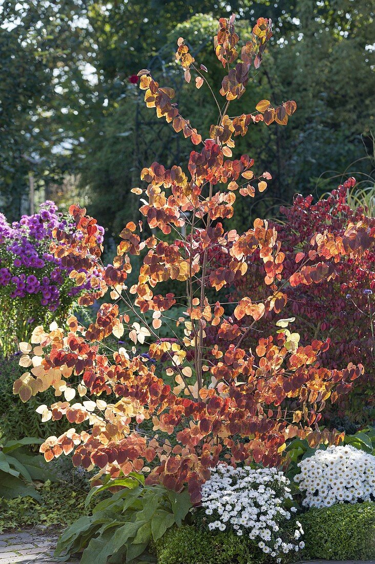 Cercidiphyllum japonicum (Japanischer Kuchenbaum) in Herbstfärbung