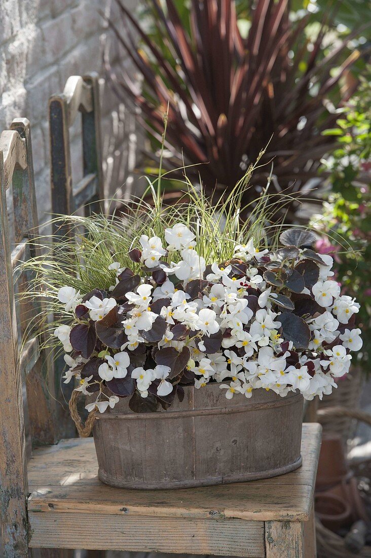 Begonia semperflorens 'Ascot Bronze White' (Eisbegonien , Gottesaugen)