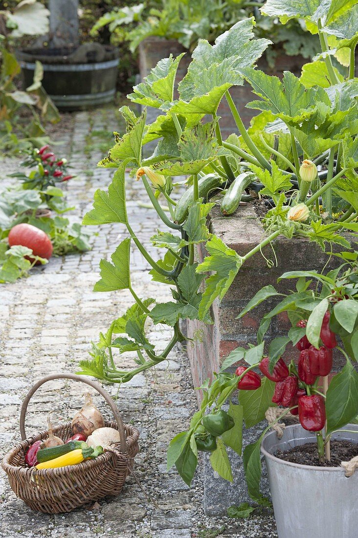 Zucchini (Cucurbita pepo) im Hochbeet, Paprika (Capsicum annuum)