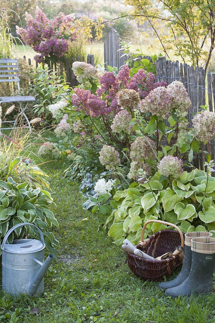 Fenced small garden with Hydrangea paniculata 'Pinky Winky'
