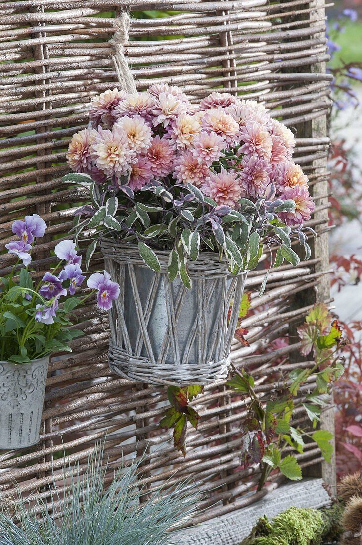 Korb mit Chrysanthemum (Herbstchrysanthemen) und Salbei 'Tricolor'