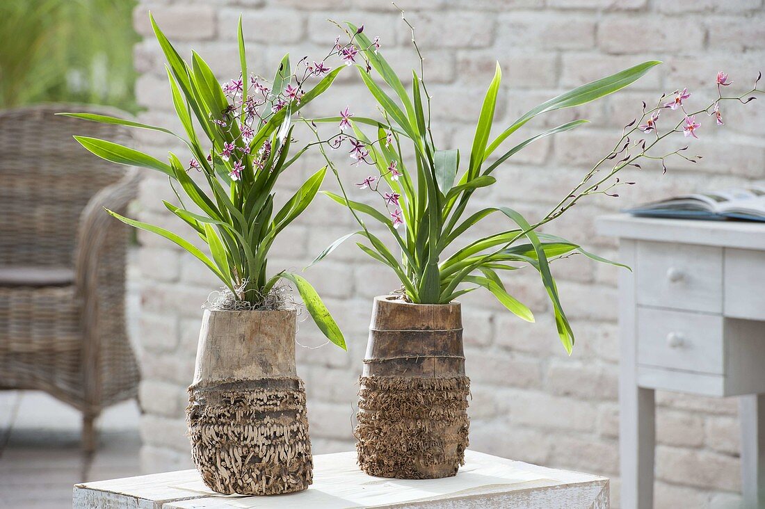 Orchids in pots of palm wood, Miltonia schroederiana x Oncidium