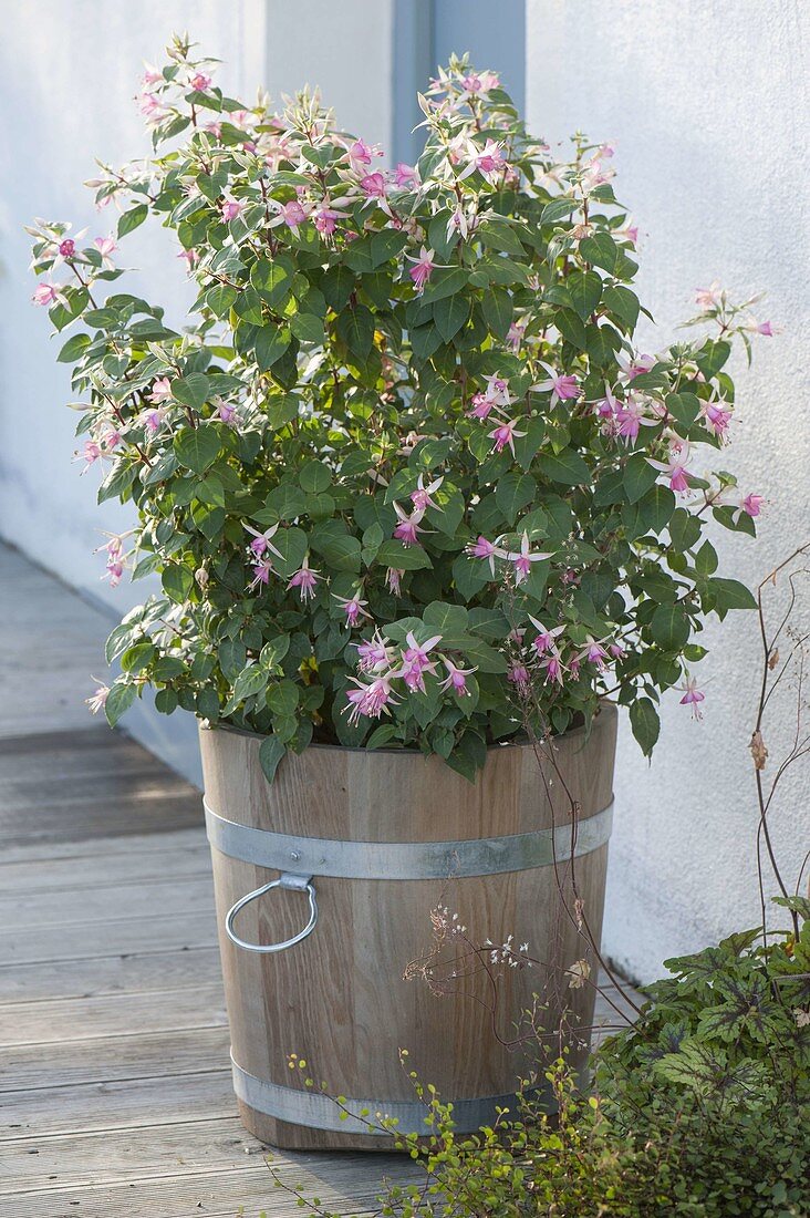 Fuchsia (fuchsia) in wooden bucket next to house entrance