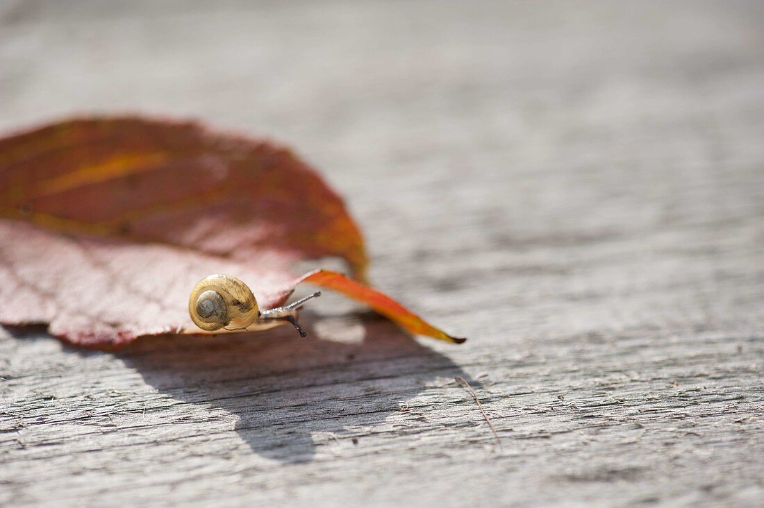 Tiny cottage snail on autumn leaf