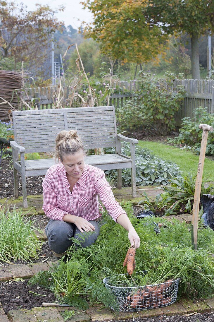 Frau erntet Karotten im Biogarten