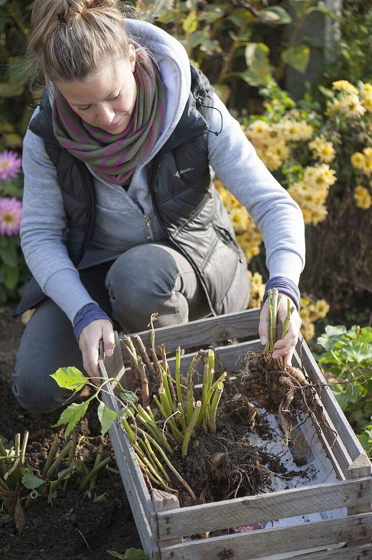 Woman digging dahlia tubers and puting them in a box