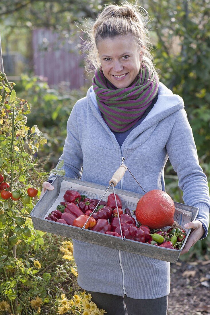 Frau erntet die letzten Fruchtgemuese im Biogarten