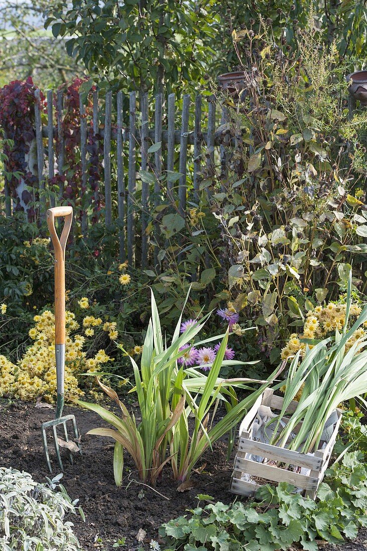 Dig out gladioli for wintering
