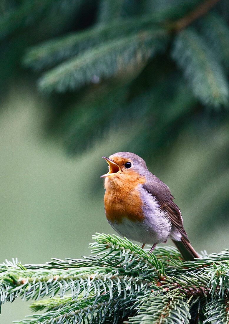 Robin (Erithacus rubecula) singing on a spruce branch