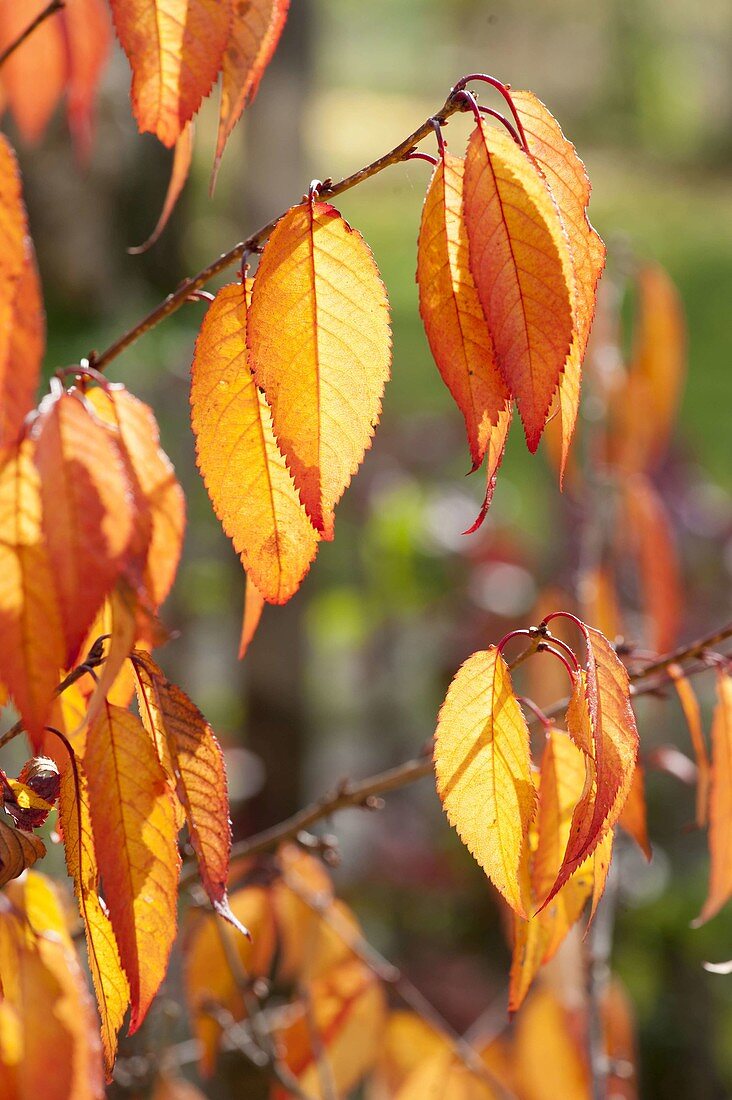 Prunus (Zierkirsche) in Herbstfärbung