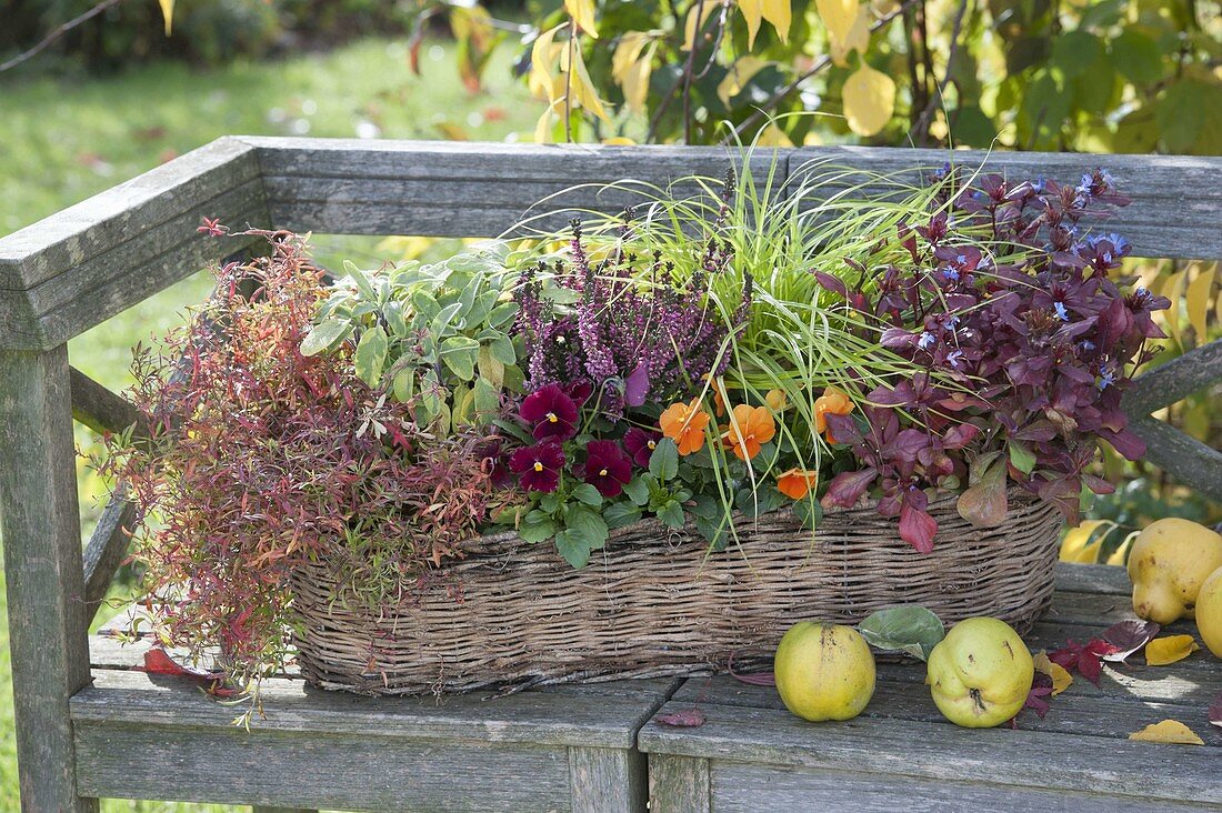 Autumnally planted basket box on wooden bench viola cornuta