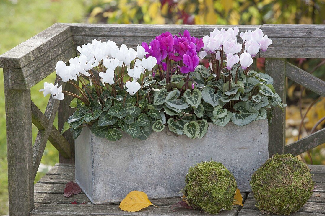 Gray box planted with cyclamen, moss balls as decoration