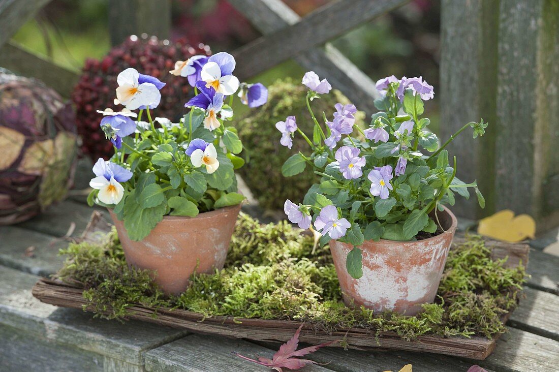 Viola cornuta (Hornveilchen) in kleinen Terracotta-Toepfen mit Moos auf Rinde