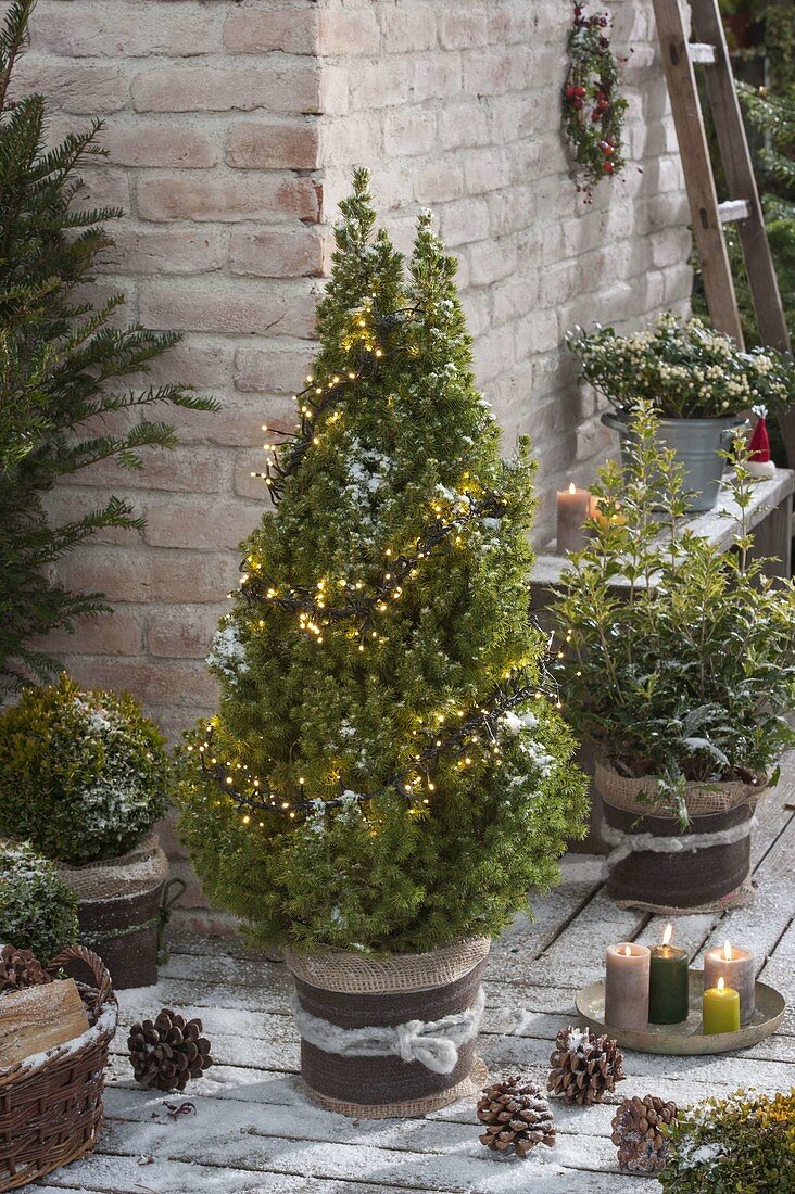 Picea glauca 'Conica' with fairy lights, osmanthus