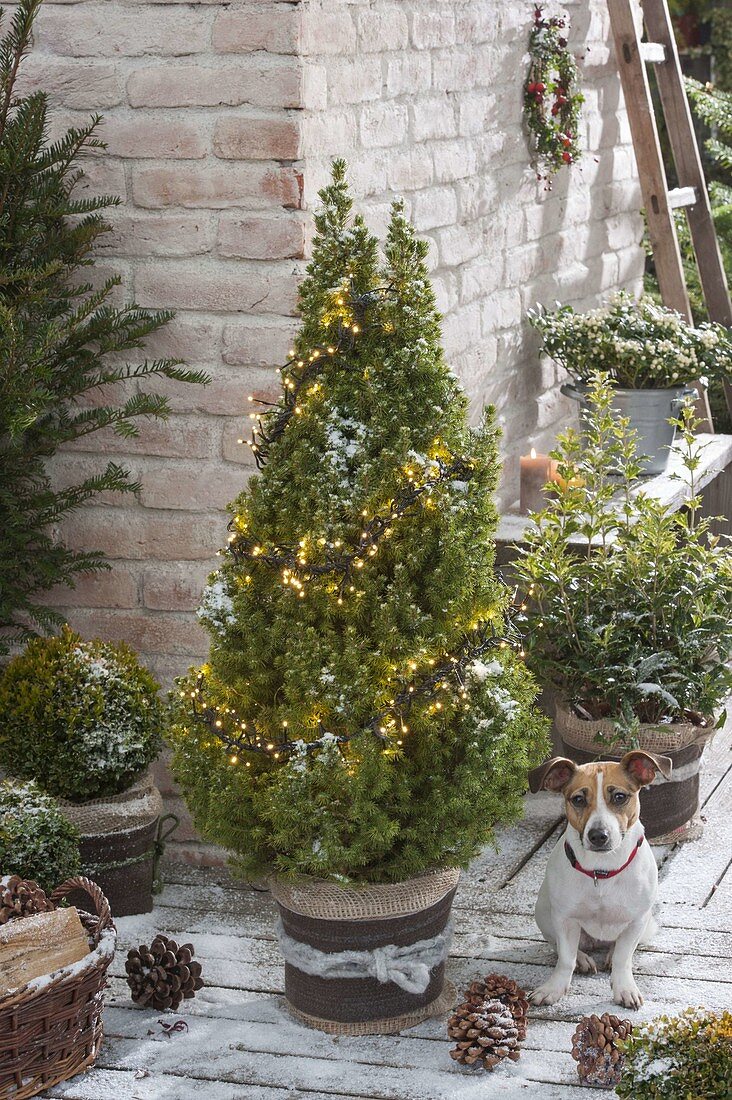 Picea glauca 'Conica' (Zuckerhutfichte) mit Lichterkette, Osmanthus