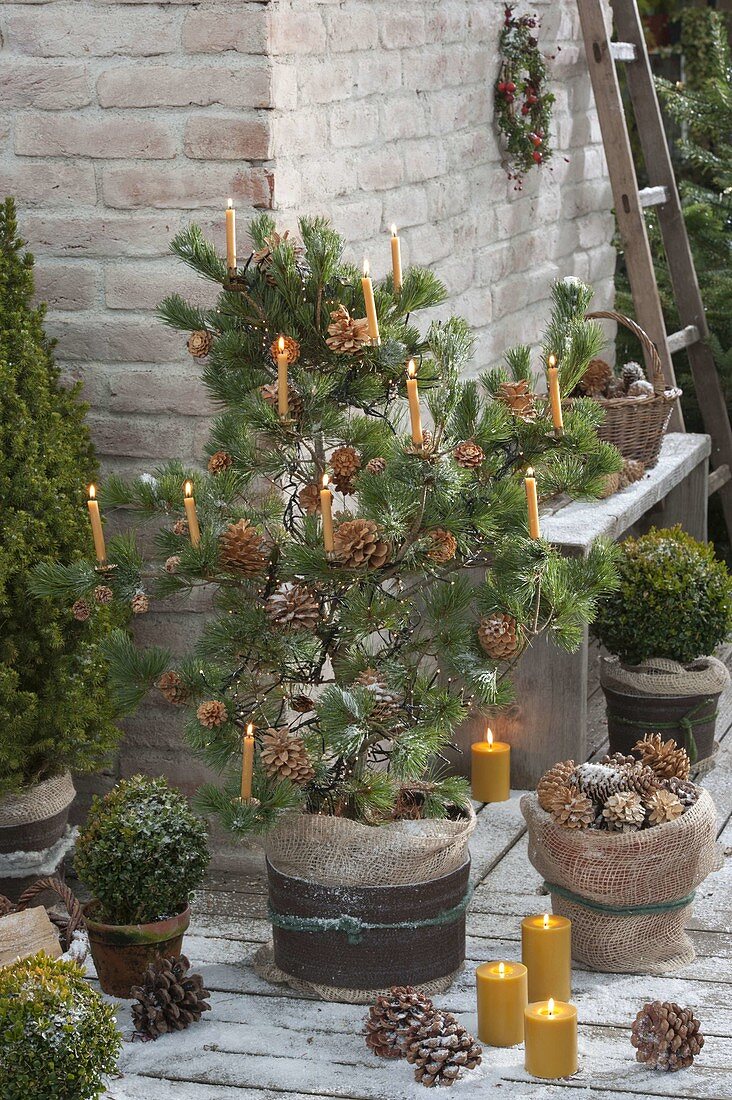 Pinus parviflora 'Negishi' (Blaue Maedchenkiefer) geschmückt mit Zapfen