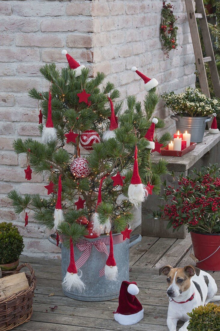 Rot - weiss geschmueckte Kiefer als lebender Weihnachtsbaum