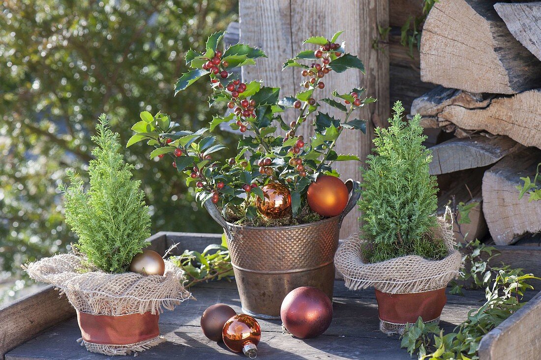 Kupfertopf mit Ilex (Stechpalme) und Chamaecyparis 'Ellwoodii Gold'