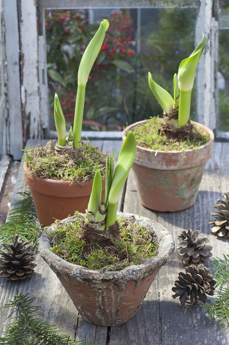 Tighten Hippeastrum yourself in clay pots and resin pot