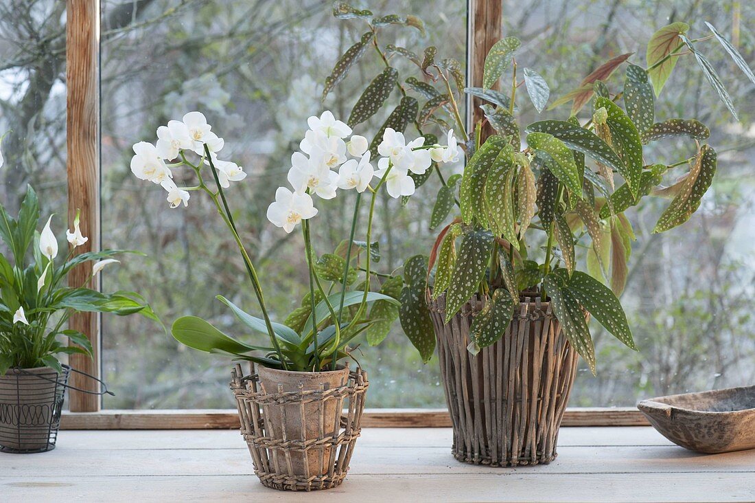 Phalaenopsis (Malayenblume, Schmetterlingsorchidee), Begonia maculata
