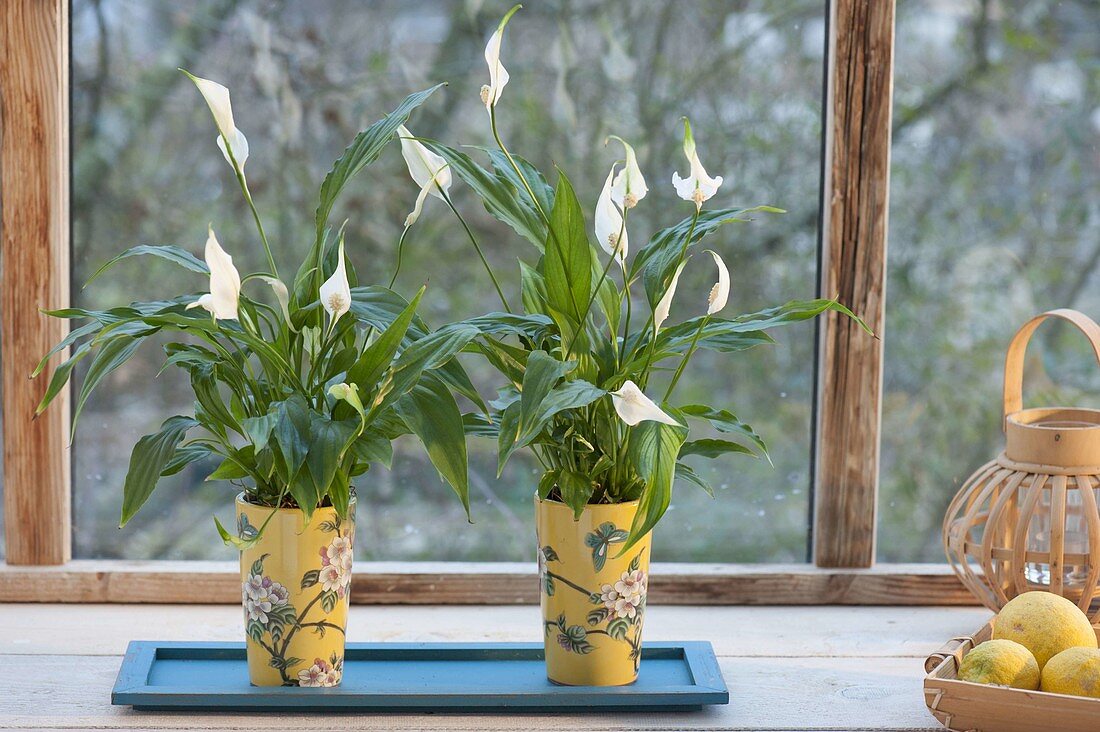 Spathiphyllum wallisii in Asian mugs by the window