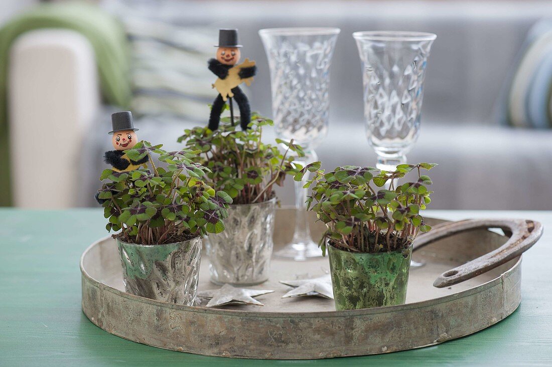 Glass pots with Oxalis deppei (lucky clover) on metal tray