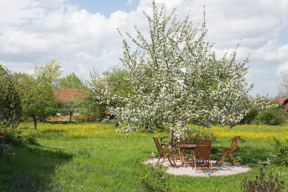 Blossoming apple tree on a small gravel terrace in meadow, sitting area under the tree