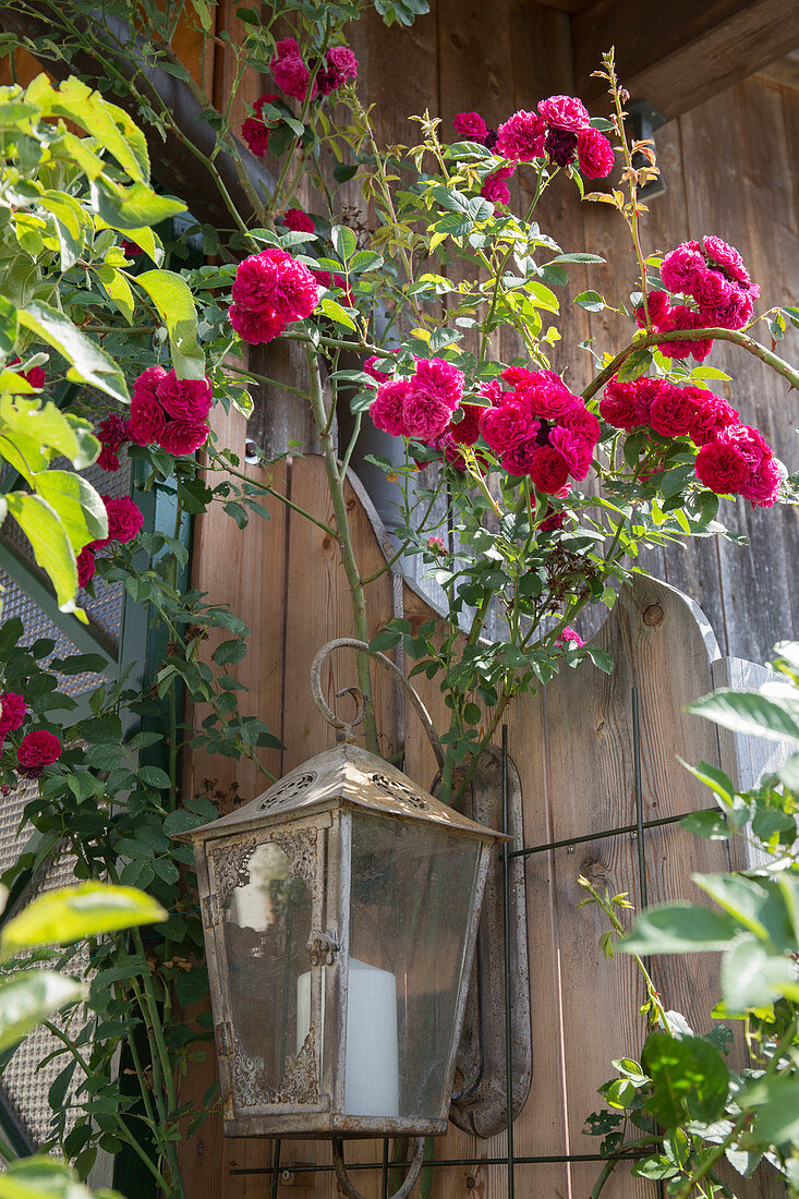 Pink 'Super Excelsa' (Rambler rose) on lantern on house wall