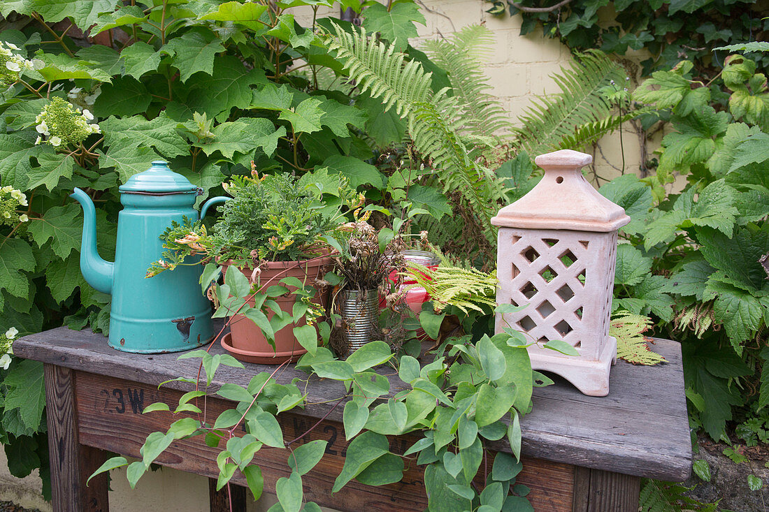 Old wooden table with enamel pot, pot with Pelargonium (scented geranium) and lantern by the flower bed with Hydrangea quercifolia (oakleaf hydrangea), Clematis (woodland vine) and ferns